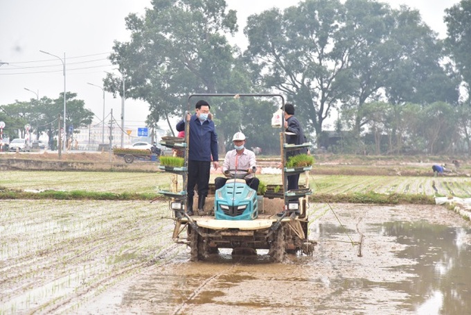 Hanoi leaders join local farmers planting rice - 2