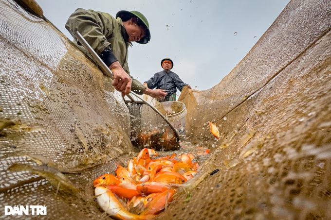 Phu Tho village grows carp for Kitchen Gods' Day - 7 Phu Tho village grows carp for Kitchen Gods' Day - 7