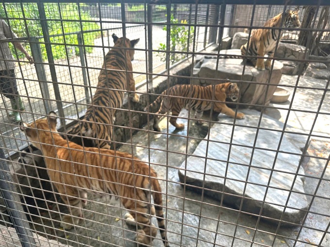 Dong Nai Zoo closes following 20 wildcat deaths - 2