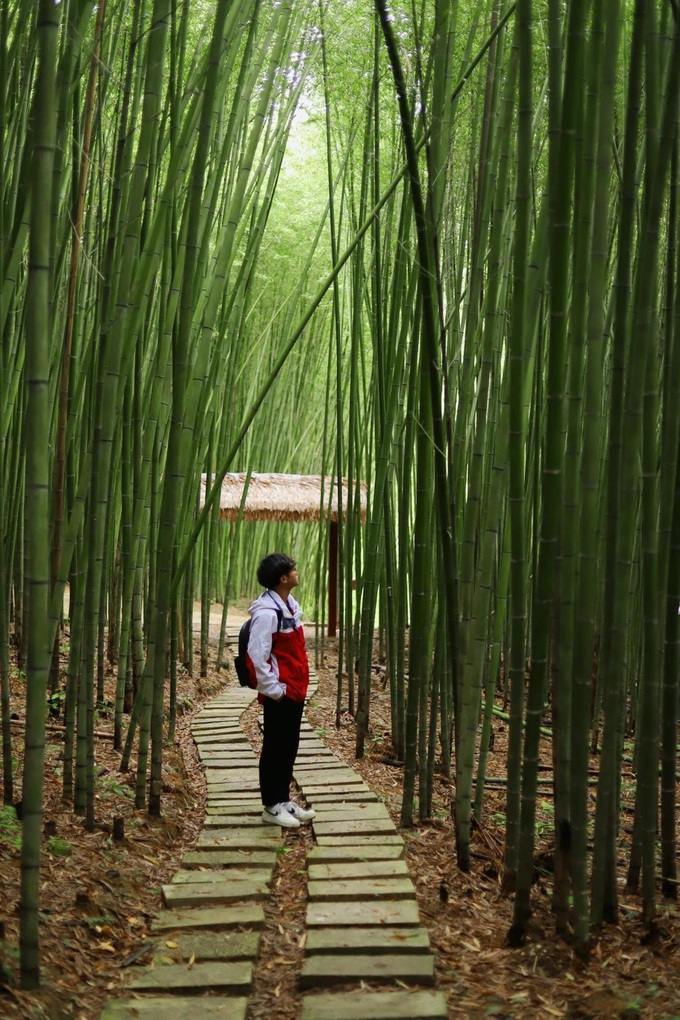 Exploring bamboo forest in Cao Bang - 2