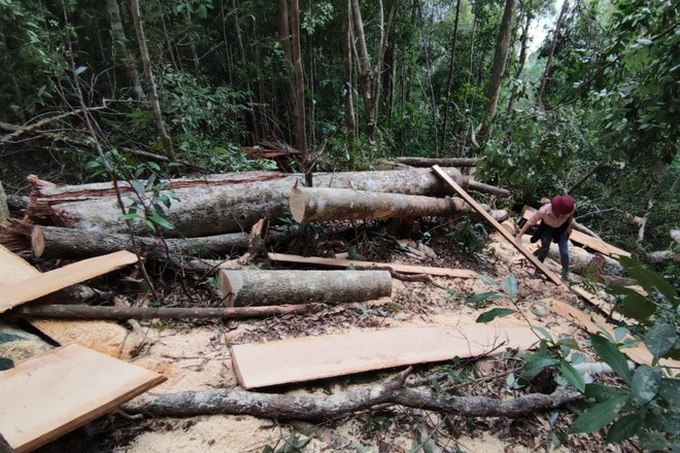 Rampant forest destruction found in Gia Lai - 2 Rampant forest destruction found in Gia Lai - 2