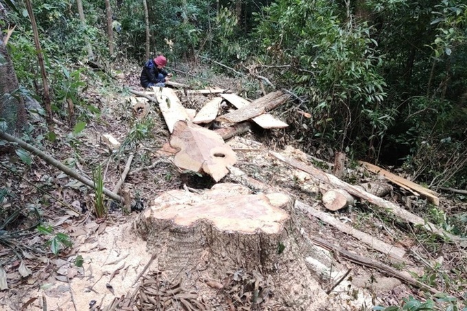 Rampant forest destruction found in Gia Lai - 4 Rampant forest destruction found in Gia Lai - 4