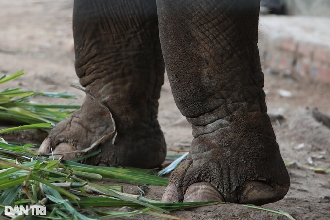 Hanoi Zoo elephants released from chains - 6