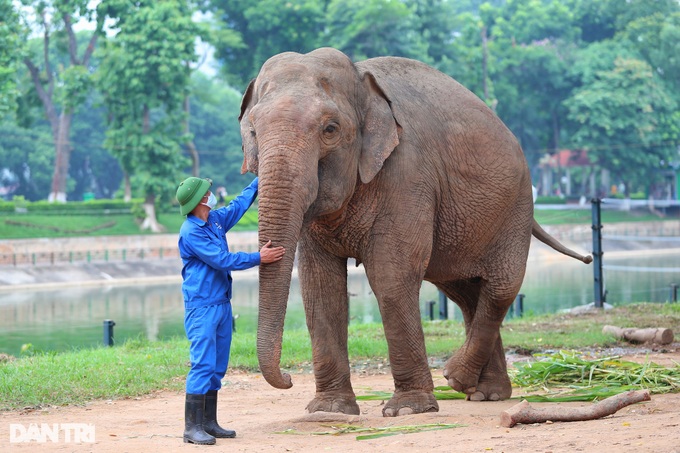 Hanoi Zoo elephants released from chains - 4