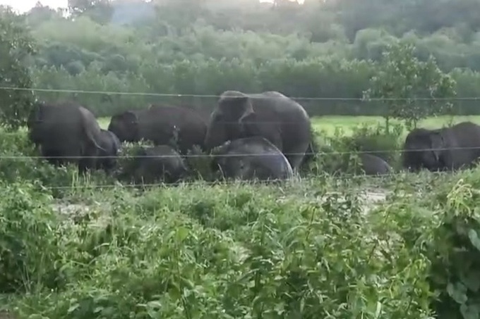 Elephant herd found on Dong Nai hill - 1