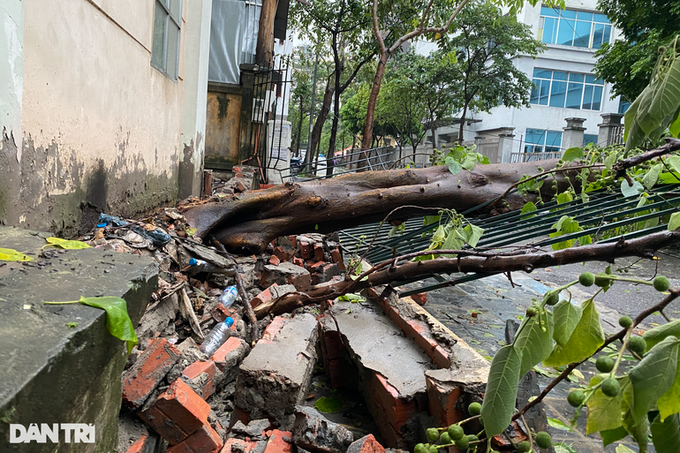 Heavy Hanoi rain uproots trees - 5 Heavy Hanoi rain uproots trees - 5