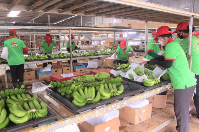 Dak Lak exports first bananas to China - 1