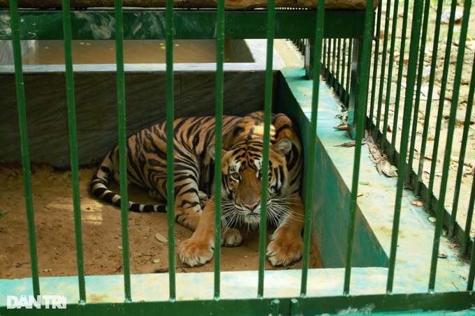 New home for seven tigers at Phong Nha-Ke Bang National Park - 5 New home for seven tigers at Phong Nha-Ke Bang National Park - 5