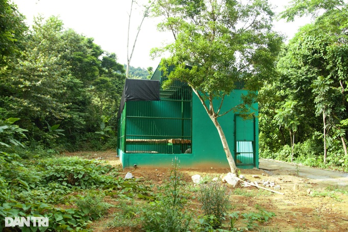 New home for seven tigers at Phong Nha-Ke Bang National Park - 4 New home for seven tigers at Phong Nha-Ke Bang National Park - 4