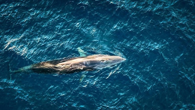 Whale spotted off Binh Dinh coast - 4