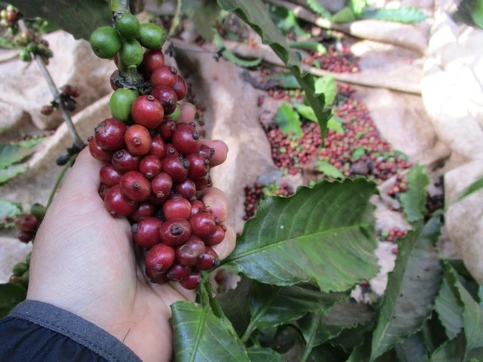 Coffee farmers enjoy profits despite poor crops - 1