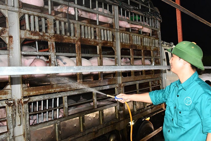 Pig farmers call for government help to curb illegal imports - 1
