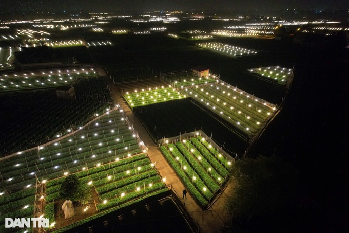 Hanoi flower village ahead of Tet - 1