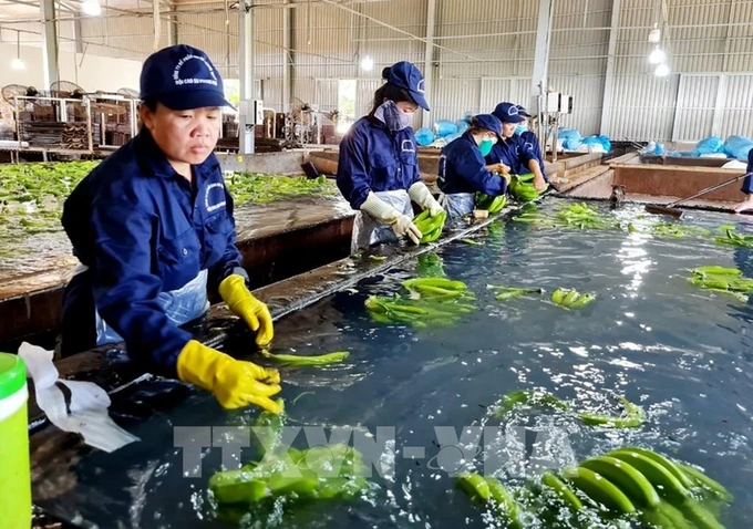 Japan proposes Vietnam revise maximum residue limits for some agricultural chemicals - 1