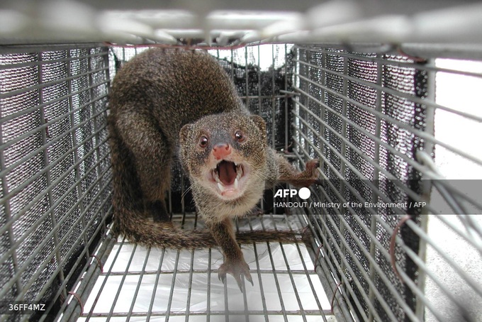 Japanese island eradicates rabbit-killing mongoose - 1