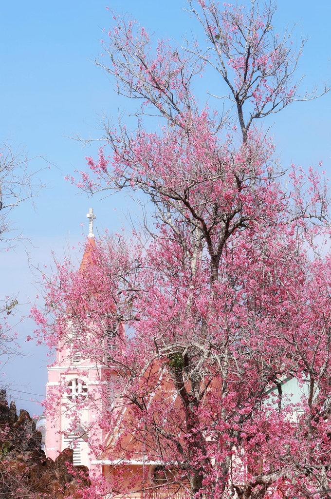 Bauhinia flowers blooming on Da Lat streets - 6 Bauhinia flowers blooming on Da Lat streets - 6