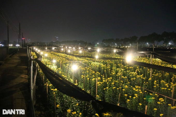 Hanoi flower village ahead of Tet - 7