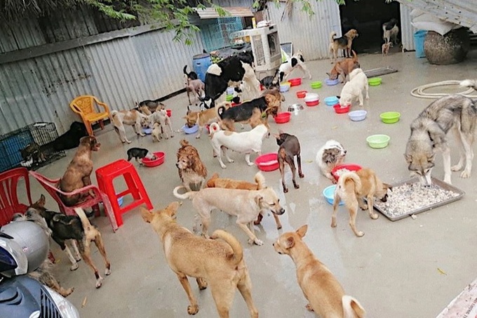 Woman takes care of abandoned animals amid pandemic in HCM City - 3