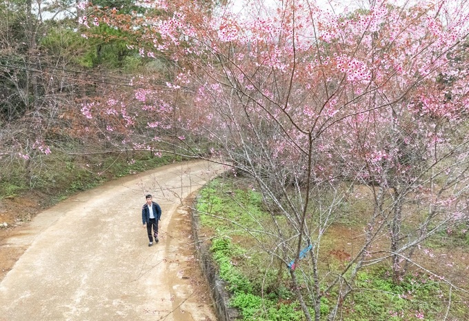 Mang Den’s cherry blossom season attracts visitors - 1 Mang Den’s cherry blossom season attracts visitors - 1