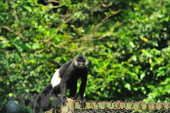 Ha Nam plans to set up Delacour's langur conservation area - 1