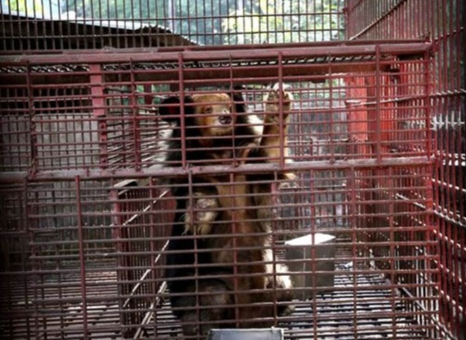 More bears in Vietnam rescued - 1