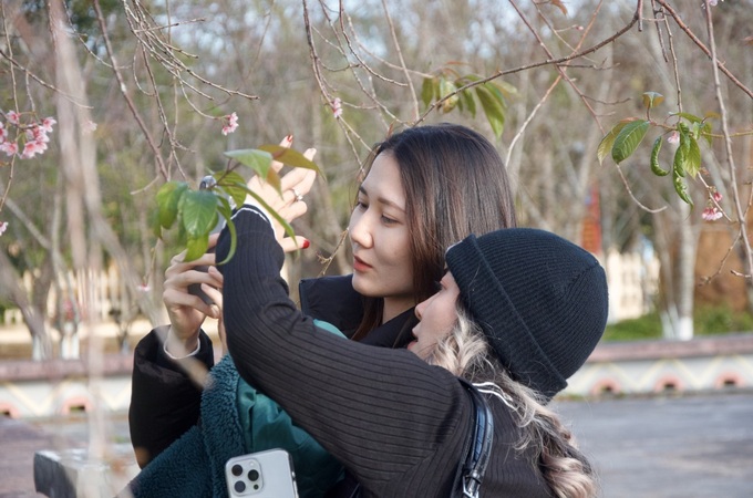 Mang Den’s cherry blossom season attracts visitors - 3 Mang Den’s cherry blossom season attracts visitors - 3
