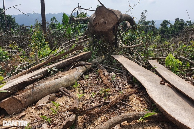 Quang Tri forest suffers illegal logging - 3 Quang Tri forest suffers illegal logging - 3