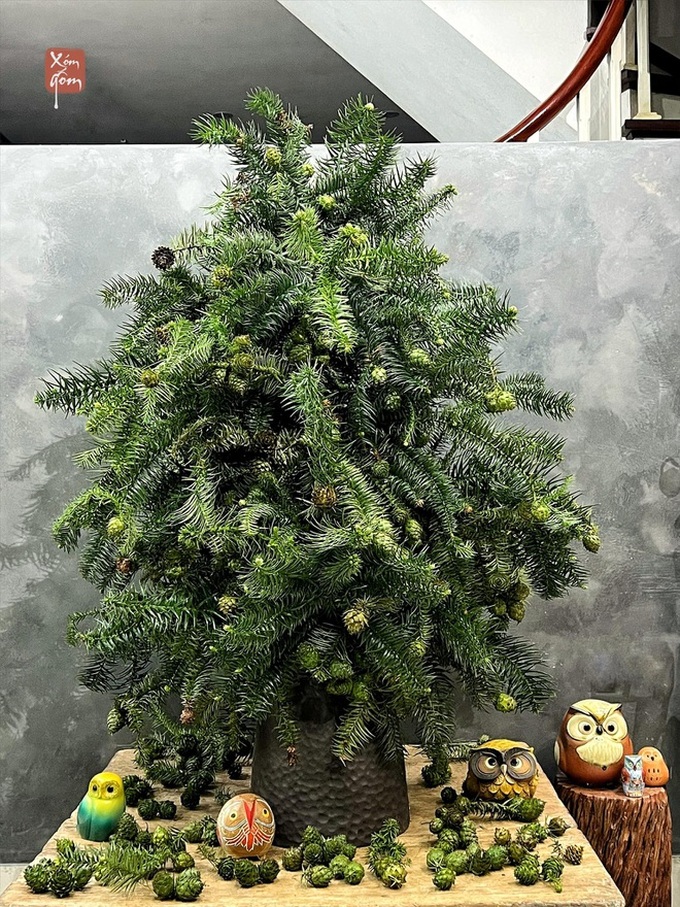 Fresh pine trees become popular for Christmas decorations - 2