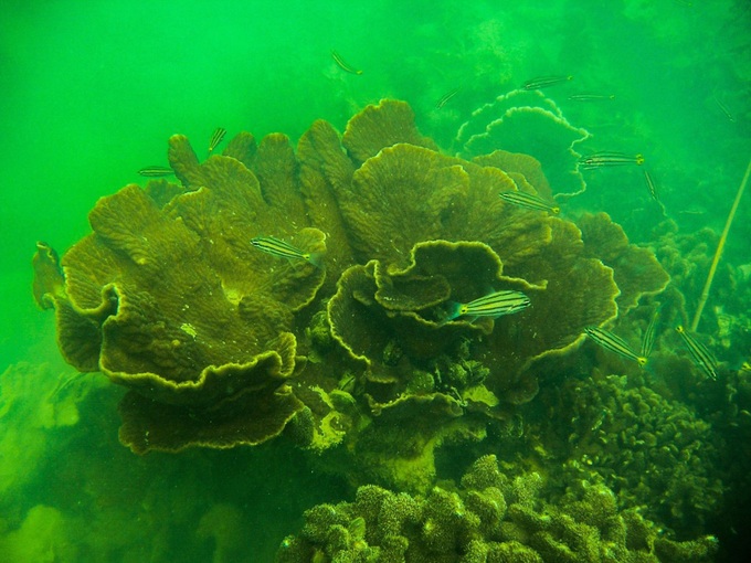 Ha Long Bay coral reefs see strong recovery - 1