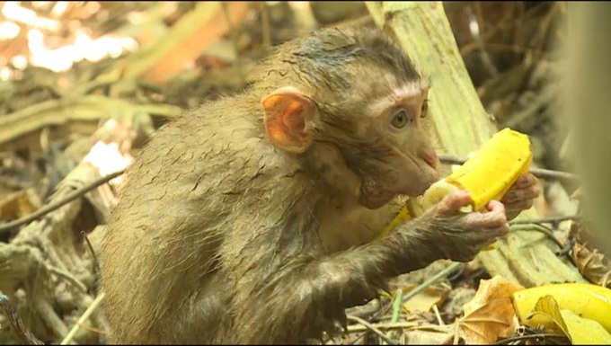 Dozens of animals released into the wild - 1 Dozens of animals released into the wild - 1