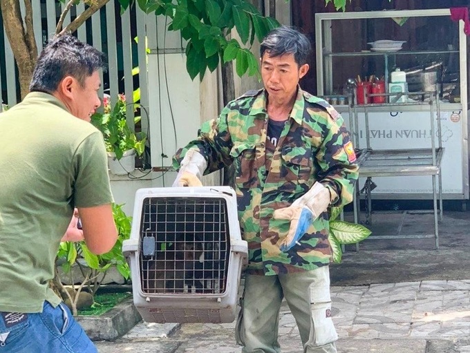 Danang plagued by monkey incidents - 2