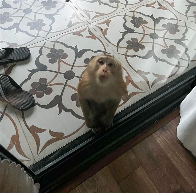 Danang plagued by monkey incidents - 1