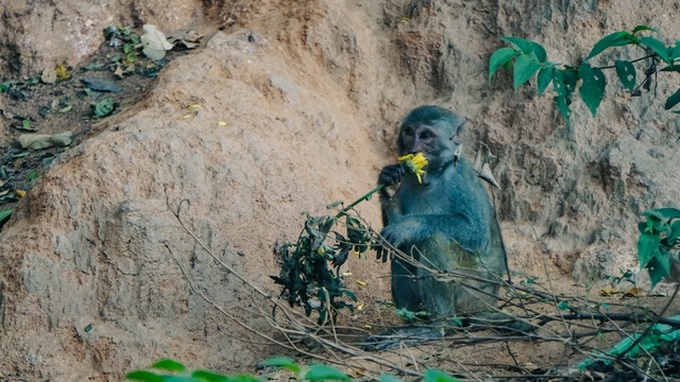 Wild monkeys changing eating habits in Da Nang peninsula - 3 Wild monkeys changing eating habits in Da Nang peninsula - 3