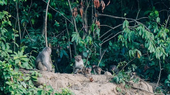Wild monkeys changing eating habits in Da Nang peninsula - 1 Wild monkeys changing eating habits in Da Nang peninsula - 1