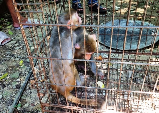 Two rare monkeys in Hue to be released into the wild - 1 Two rare monkeys in Hue to be released into the wild - 1