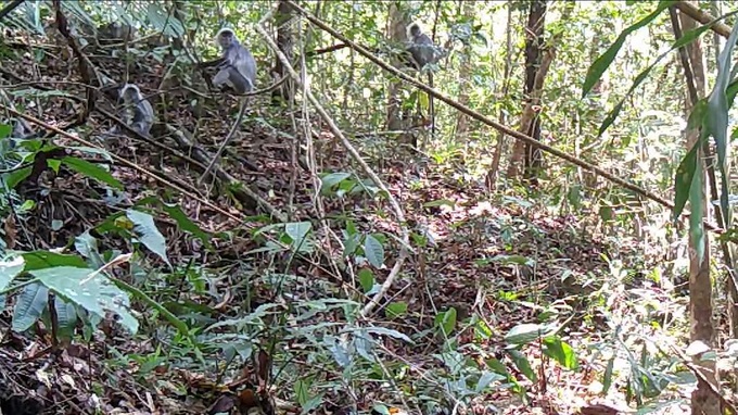 Rare douc langurs spotted in Kon Tum national park - 1 Rare douc langurs spotted in Kon Tum national park - 1