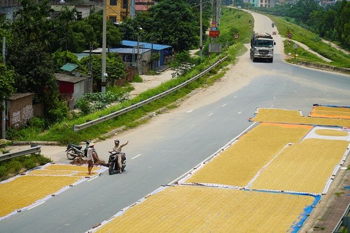 Hanoi farmers dry rice on streets - 2