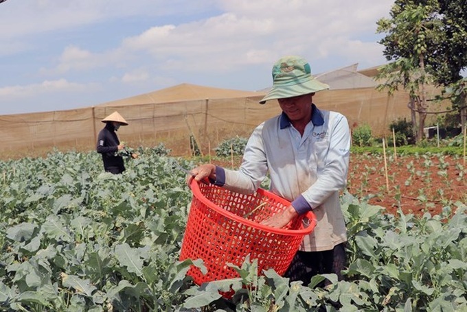 Lam Dong province to expand organic farming - 1