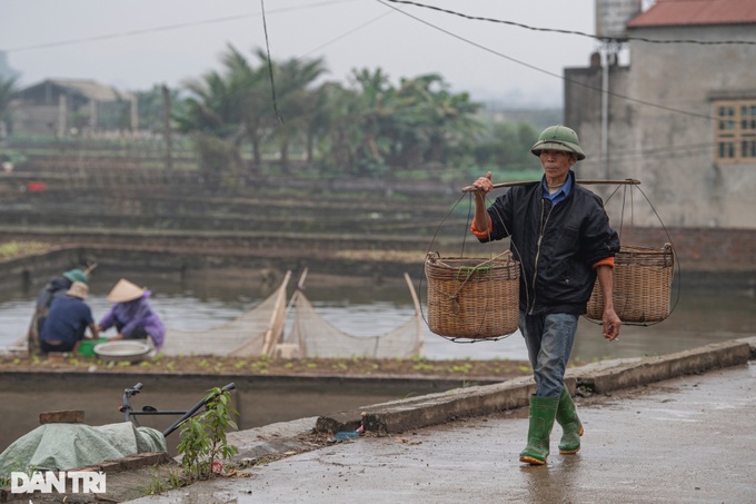 Phu Tho village grows carp for Kitchen Gods' Day - 11 Phu Tho village grows carp for Kitchen Gods' Day - 11