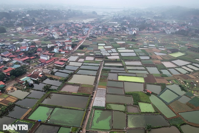 Phu Tho village grows carp for Kitchen Gods' Day - 1 Phu Tho village grows carp for Kitchen Gods' Day - 1