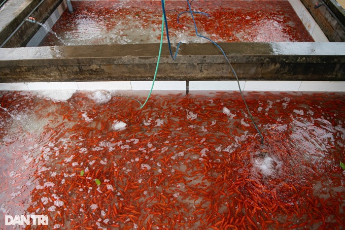Phu Tho village grows carp for Kitchen Gods' Day - 9 Phu Tho village grows carp for Kitchen Gods' Day - 9