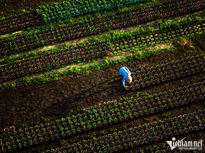 Flower village in HCM City ahead of Tet - 2