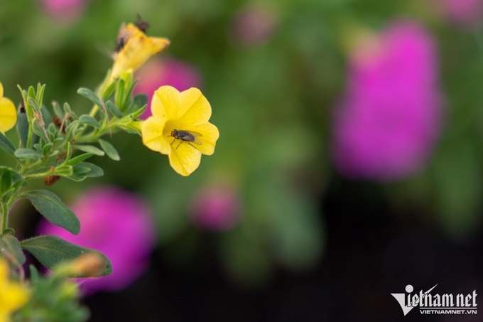 Flower village in HCM City ahead of Tet - 5