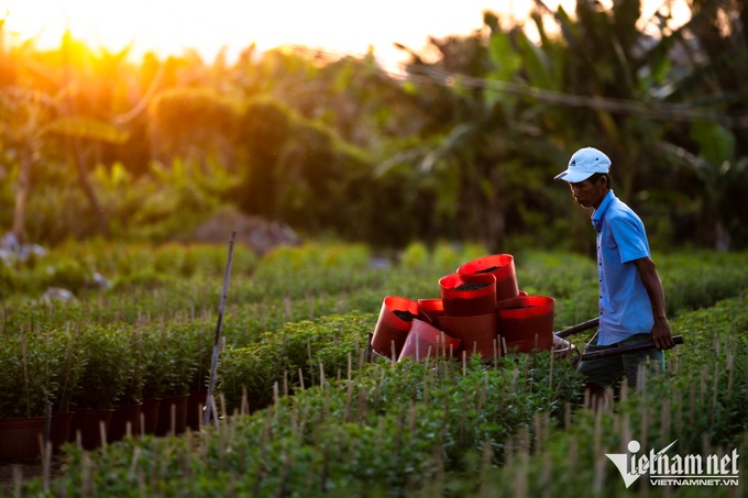 Flower village in HCM City ahead of Tet - 8