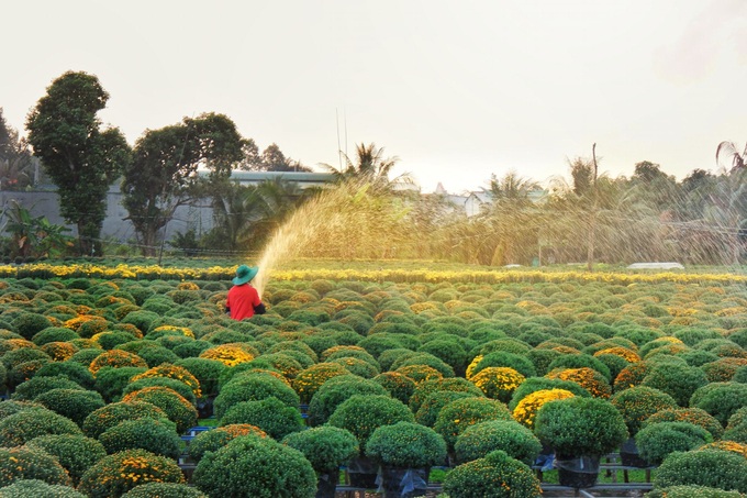 Mekong delta flower village attracts Tet visitors - 7 Mekong delta flower village attracts Tet visitors - 7