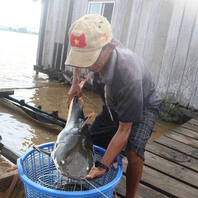 Can Tho fish breeder hopes to develop tourism from rare fish - 3 Can Tho fish breeder hopes to develop tourism from rare fish - 3