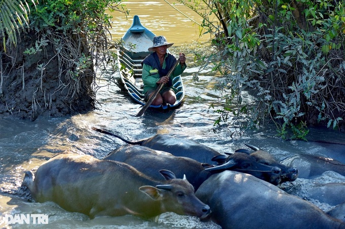 HCM City's buffalo farmer rues rapid urbanisation - 4 HCM City's buffalo farmer rues rapid urbanisation - 4