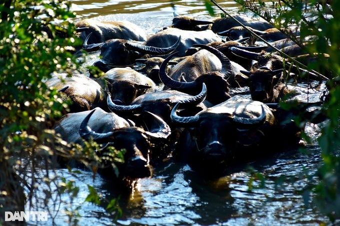 HCM City's buffalo farmer rues rapid urbanisation - 3 HCM City's buffalo farmer rues rapid urbanisation - 3