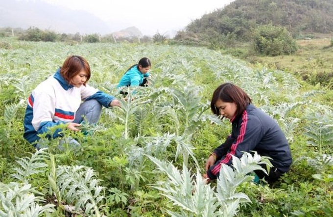 Lao Cai sets sights on boosting medicinal herb sector - 1