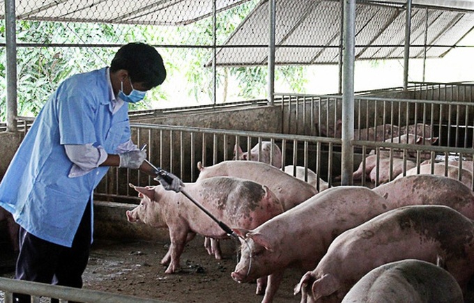 Pig farmers face tough time as African Swine Fever returns - 1